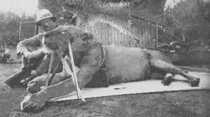 John Patterson con el primer león de Tsavo